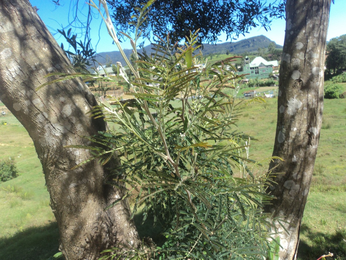 Acacia melanoxylon R.Br.